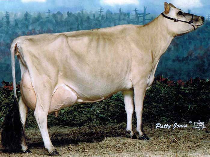 Glenamore Gold Prize Sup Ex -97 6E Image